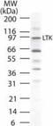 Leukocyte Receptor Tyrosine Kinase antibody, PA1-41118, Invitrogen Antibodies, Western Blot image 
