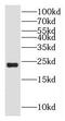 Heat Shock Protein Family B (Small) Member 7 antibody, FNab04060, FineTest, Western Blot image 