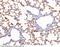 Vitronectin antibody, 50585-RP02, Sino Biological, Immunohistochemistry paraffin image 