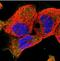Erythrocyte Membrane Protein Band 4.1 Like 5 antibody, NBP2-30920, Novus Biologicals, Immunocytochemistry image 