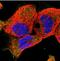 Band 4.1-like protein 5 antibody, NBP2-30920, Novus Biologicals, Immunocytochemistry image 