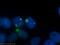 Proteasome Subunit Beta 2 antibody, 15154-1-AP, Proteintech Group, Immunofluorescence image 
