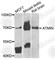 ATM Interactor antibody, A7272, ABclonal Technology, Western Blot image 