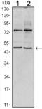 THAP domain-containing protein 11 antibody, AM06492SU-N, Origene, Western Blot image 