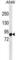 Adhesion G Protein-Coupled Receptor F4 antibody, abx030275, Abbexa, Western Blot image 