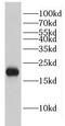 Eukaryotic Translation Initiation Factor 1A X-Linked antibody, FNab02686, FineTest, Western Blot image 