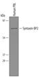 Syntaxin Binding Protein 2 antibody, AF5900, R&D Systems, Western Blot image 