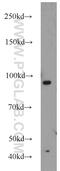 MALT1 Paracaspase antibody, 11660-1-AP, Proteintech Group, Western Blot image 