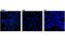Claudin 1 antibody, 13995S, Cell Signaling Technology, Immunofluorescence image 