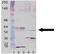 Calcium/Calmodulin Dependent Protein Kinase II Beta antibody, 56370-50, QED Bioscience, Western Blot image 