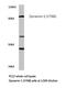 Dynamin 1 antibody, LS-C176275, Lifespan Biosciences, Western Blot image 