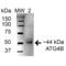 Cysteine protease ATG4B antibody, SPC-631D-A594, StressMarq, Western Blot image 