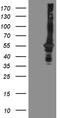 Oxidative Stress Induced Growth Inhibitor Family Member 2 antibody, TA808945, Origene, Western Blot image 