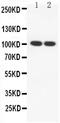 SP100 Nuclear Antigen antibody, PA2286, Boster Biological Technology, Western Blot image 