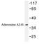 Adenosine receptor A3 antibody, AP01190PU-N, Origene, Western Blot image 