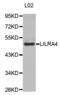 Leukocyte Immunoglobulin Like Receptor A4 antibody, abx002430, Abbexa, Western Blot image 