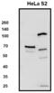 Solute Carrier Family 7 Member 1 antibody, PA5-42426, Invitrogen Antibodies, Western Blot image 