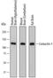 Contactin 1 antibody, AF7549, R&D Systems, Western Blot image 