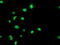 Glycine Amidinotransferase antibody, M02754, Boster Biological Technology, Immunofluorescence image 