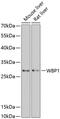 WW Domain Binding Protein 1 antibody, 14-852, ProSci, Western Blot image 