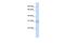 Methyltransferase Like 5 antibody, PA5-70060, Invitrogen Antibodies, Western Blot image 