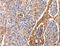 Annexin A6 antibody, LS-C403821, Lifespan Biosciences, Immunohistochemistry frozen image 