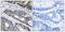Galactosidase Beta 1 Like 3 antibody, A30574, Boster Biological Technology, Immunohistochemistry frozen image 