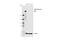 Von Willebrand Factor antibody, 65707S, Cell Signaling Technology, Western Blot image 