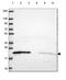 ARF7 antibody, HPA073012, Atlas Antibodies, Western Blot image 