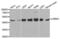 CAMP Responsive Element Binding Protein 1 antibody, abx001103, Abbexa, Western Blot image 