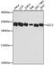 GRIP And Coiled-Coil Domain Containing 2 antibody, A13814, ABclonal Technology, Western Blot image 