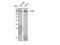 Protein Tyrosine Kinase 2 antibody, STJ93031, St John