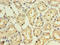 Interferon Alpha 10 antibody, CSB-PA011033LA01HU, Cusabio, Immunohistochemistry paraffin image 