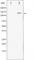 Histone Deacetylase 5 antibody, abx010906, Abbexa, Western Blot image 