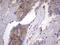 Kynureninase antibody, LS-C338941, Lifespan Biosciences, Immunohistochemistry frozen image 