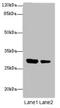 Interleukin 1 Alpha antibody, orb357864, Biorbyt, Western Blot image 