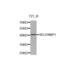 Selenium Binding Protein 1 antibody, abx001134, Abbexa, Western Blot image 