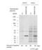 Inhibitor Of Growth Family Member 4 antibody, orb345291, Biorbyt, Western Blot image 