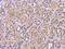 WD Repeat Domain 1 antibody, 204443-T08, Sino Biological, Immunohistochemistry paraffin image 