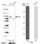 Epithelial Splicing Regulatory Protein 1 antibody, NBP2-57822, Novus Biologicals, Western Blot image 