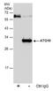 Autophagy Related 10 antibody, PA5-78593, Invitrogen Antibodies, Immunoprecipitation image 