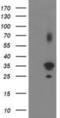 Pleckstrin Homology Domain Containing A3 antibody, NBP2-00768, Novus Biologicals, Western Blot image 