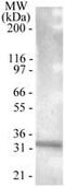 TNF Receptor Superfamily Member 13B antibody, PA1-41199, Invitrogen Antibodies, Western Blot image 