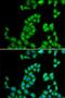 Ribonuclease A Family Member 13 (Inactive) antibody, LS-C335123, Lifespan Biosciences, Immunofluorescence image 