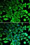 Caspase 3 antibody, orb129547, Biorbyt, Immunofluorescence image 