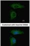 Protein Phosphatase 2 Scaffold Subunit Aalpha antibody, PA5-27643, Invitrogen Antibodies, Immunofluorescence image 