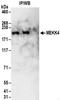Mitogen-activated protein kinase kinase kinase 4 antibody, NBP2-32187, Novus Biologicals, Immunoprecipitation image 