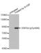 STAT5A antibody, AHP2689, Bio-Rad (formerly AbD Serotec) , Western Blot image 