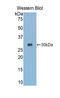 Granzyme K antibody, LS-C302833, Lifespan Biosciences, Western Blot image 