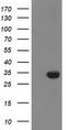 Zinc Finger AN1-Type Containing 2B antibody, CF502514, Origene, Western Blot image 